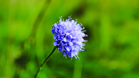 image close up of devils bit scabious flower - copyright amy lewis