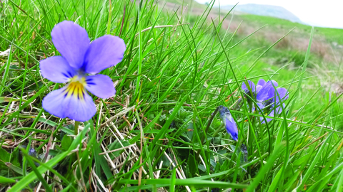 Image of a wild purple flower called Mountain pansy