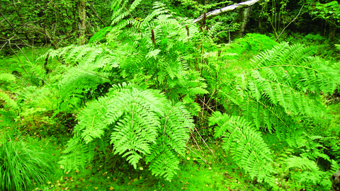 royal fern in the wild