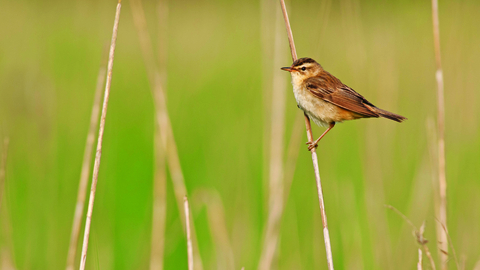 image of a sedge warbler - copyright dawn monrose