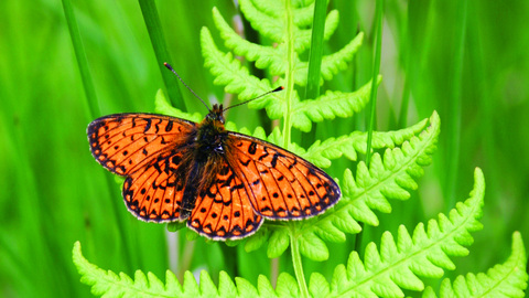 image of a small pearl bordered fritillary resting on a green fern - copyright tom marshall
