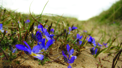 image of wild pansy flowers at eskmeal dunes