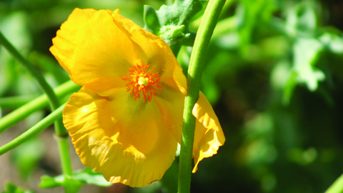 image of a yellow horned poppy flower - copyright john attiwell