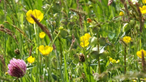 Hay meadow flowers