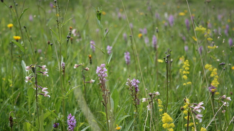 Flowers in a meadow at Smardale Nature Reserve