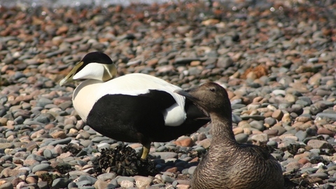 Eider ducks at South Walney Nature Reserve - copyright John Attiwell