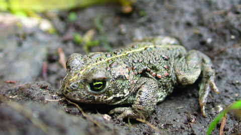 Image of natterjack toad © Philip Precey