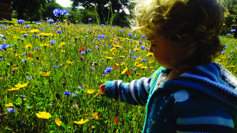Toddler looking at wildflowers