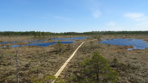 Bog pool systems at Nigula Nature Reserve, Estonia 2016