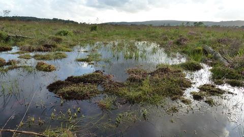 Meathop Moss after bunding work