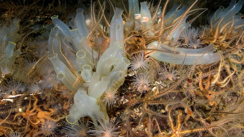 Image of seasquirts and brittlestars © Paul Naylor