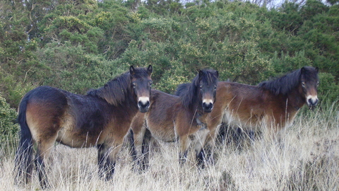 Drumburgh ponies