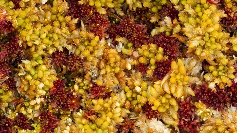 Image of Sphagnum moss credit Mark Hamblin/2020VISION