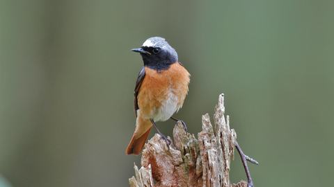 Image of redstart credit Phil Collier