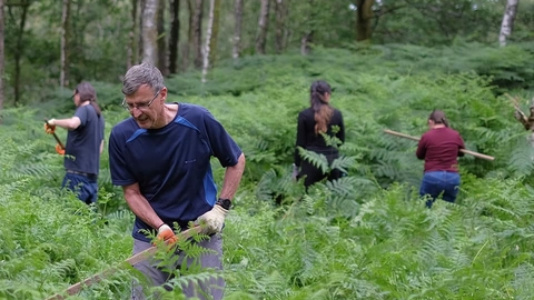 A group of people in a woodland removing rhododendrons