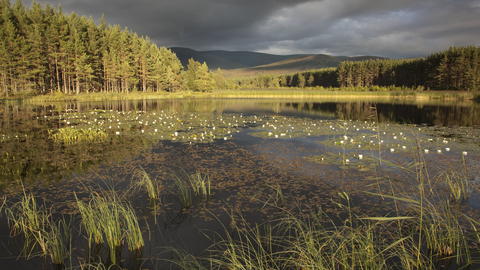 Scottish wetland & woodland
