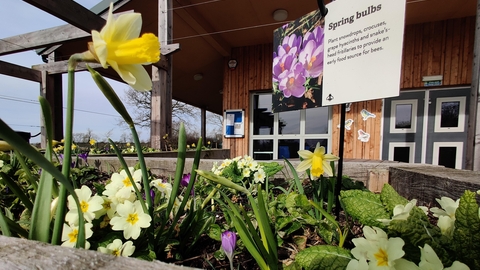 Image of spring flowers at Gosling Sike credit Cumbria Wildlife Trust