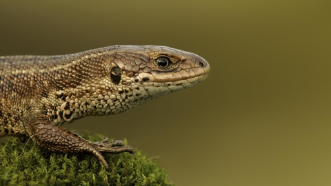 Viviparous or Common lizard (Zootoca vivipara) basking in the early spring, Cannock Chase, Staffordshire. © Danny Green-2020VISION