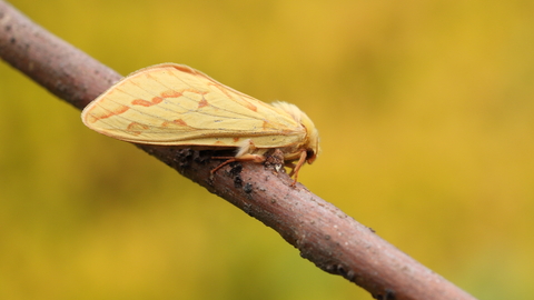 A female ghost moth, with pinkish markings on her yellow wings, rests on a twig