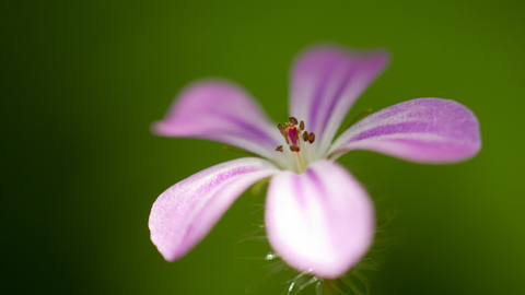 Close-up flower of herb Robert