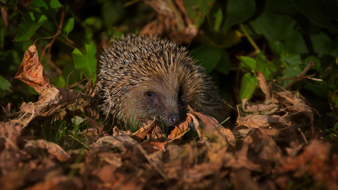 Hedgehog in autumn leaf litter credit jon hawkins - surrey hills photography