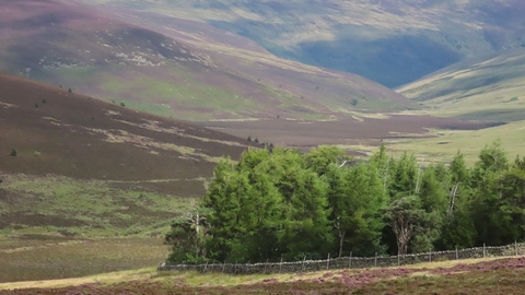 Skiddaw Forest