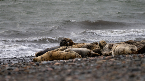 grey seals on pebble baeach at south walney nature reserve