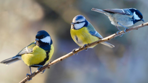 A blue tit, a great tit and a coal tit perching on a branch.
