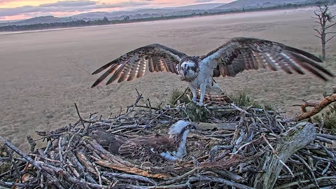 Osprey cam image of Foulshaw Ospreys breeding pair on the nest - White YW and Blue 35