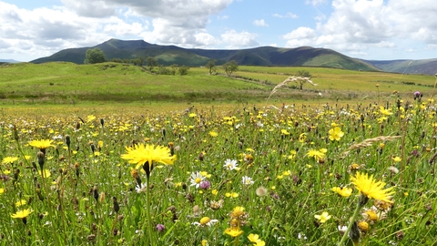 A view of Eycott Hill Nature Reserve, looking towards Blencathra, with a wildflower meadow in the foreground. 