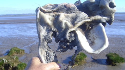 Large chunk of pyroplastic dug out of the sand