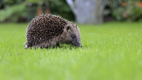 Image of hedgehog on lawn