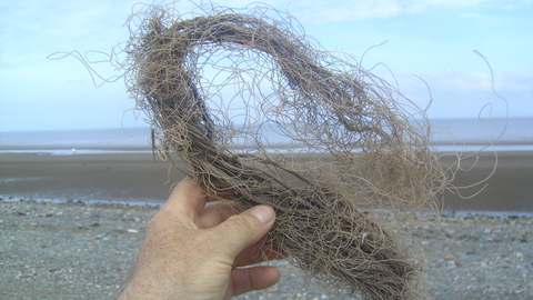 Decaying rope dug out of the beach