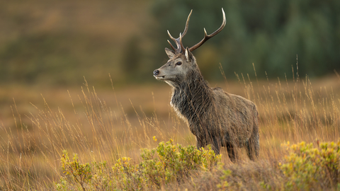 Red deer