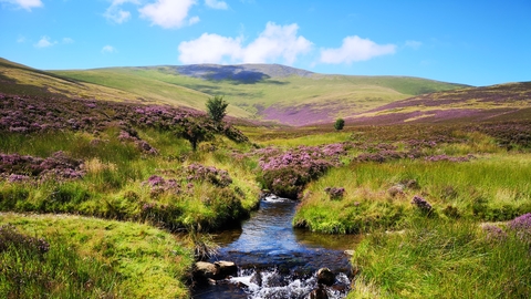 Skiddaw Forest landscape featuring stream and purple heather credit  Joe Murphy