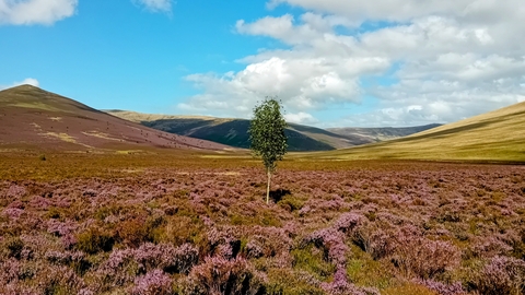 Lonely birch on Skiddaw