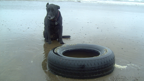 Old car tyre on the beach being guarded by lovely dog