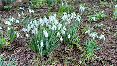 snowdrops