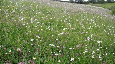 Ebernoe Meadows