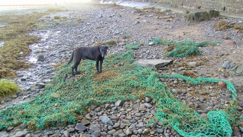 Dog guarding commercial fishing net washed up on the beach