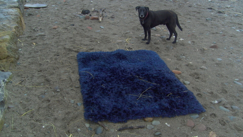 Large blue RUG washed up on the beach