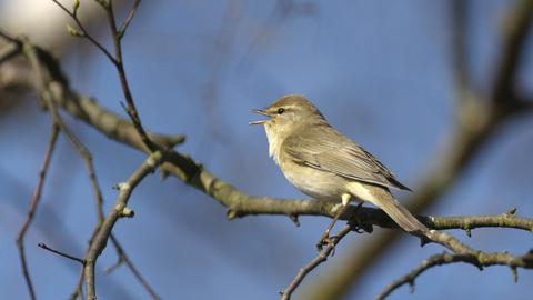 Willow warbler perched on a tree branch copyright Chris Gomersall -2020VISION