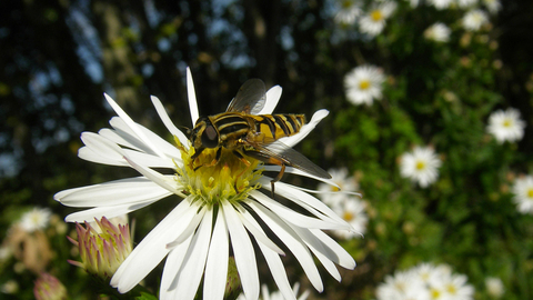 Hoverfly on oxeye daisy credit Vaughn Matthews