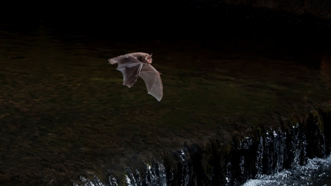 Daubentons Bat