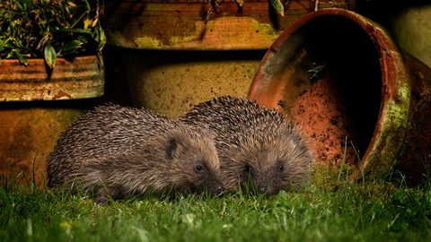 Two Hedgehogs in a garden near flower pots