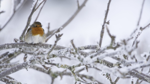 Robin adult perched in frosty tree in winter