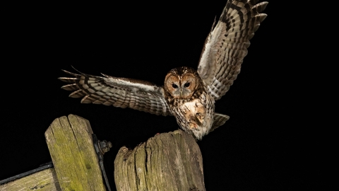 Tawny owl at night Credit Thinesh Thirugnanasampanthar