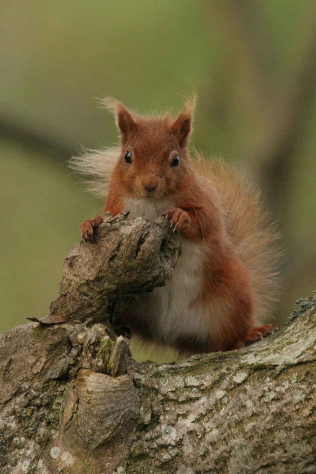 Wilder Future | Cumbria Wildlife Trust