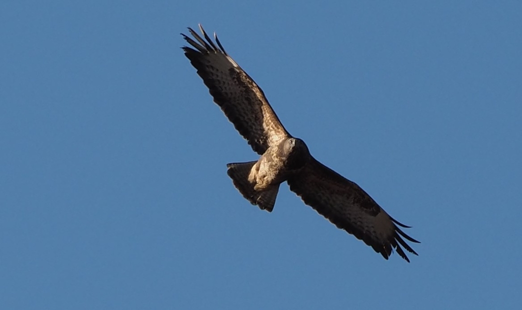 Birds of prey | Cumbria Wildlife Trust