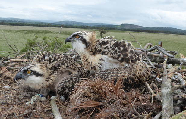 Excitement As Foulshaw Osprey Spotted In The Gambia 